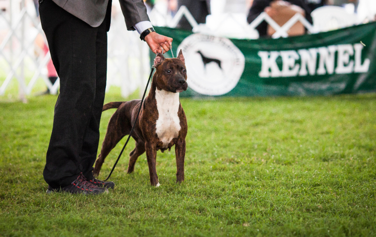 Выставки собак в Перу