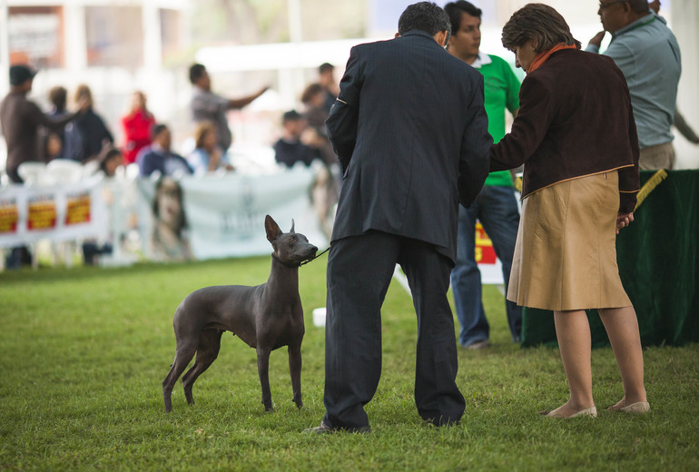 Выставки собак в Перу
