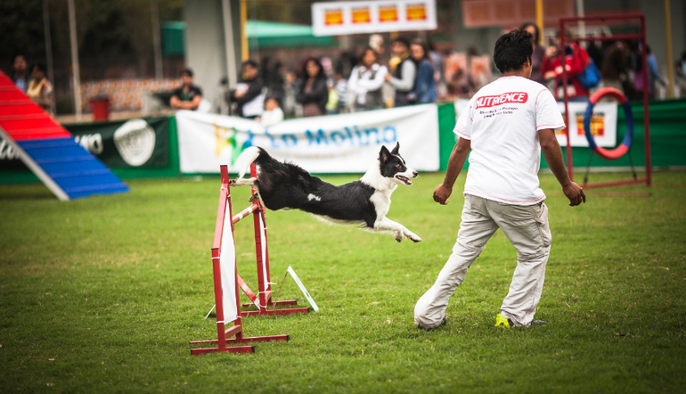 Аджилити в Перу