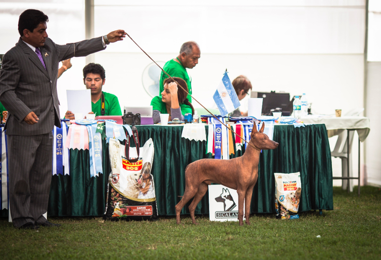 Выставки собак в Перу