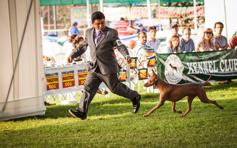 Выставки собак в Перу