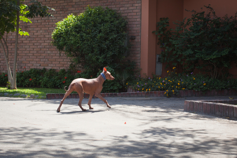 Перуанский парень
