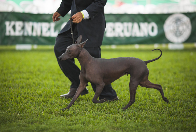 Выставки собак в Перу