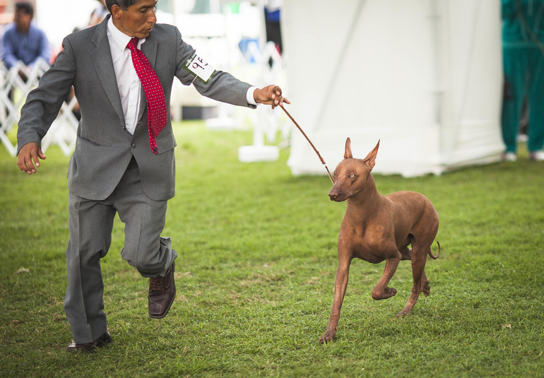 Выставки собак в Перу