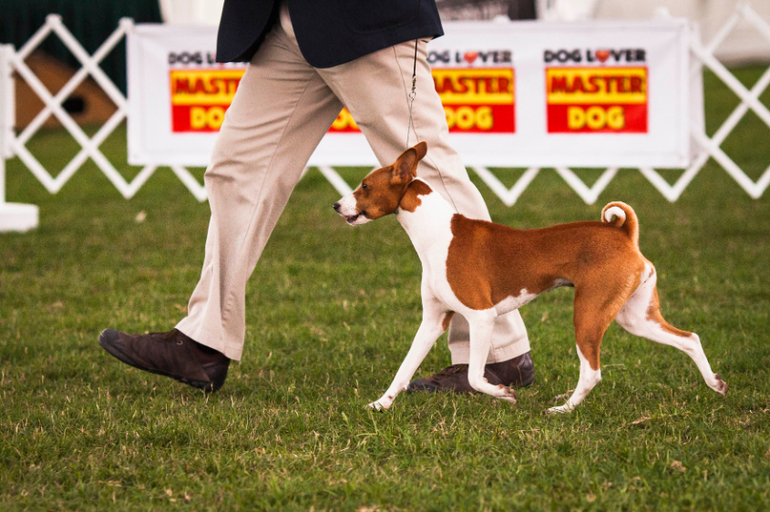 Выставки собак в Перу