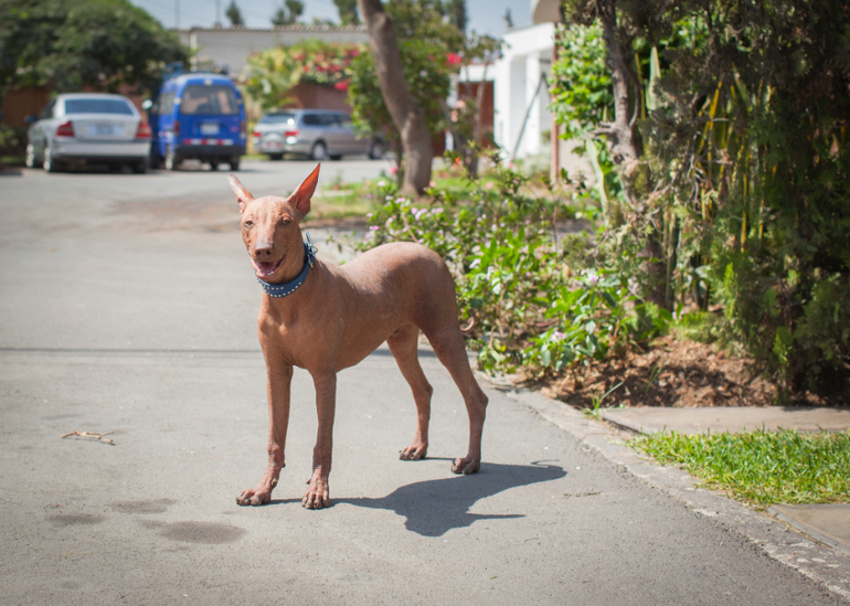 Перуанский парень