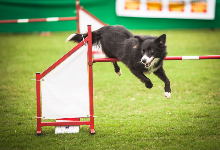 Аджилити в Перу