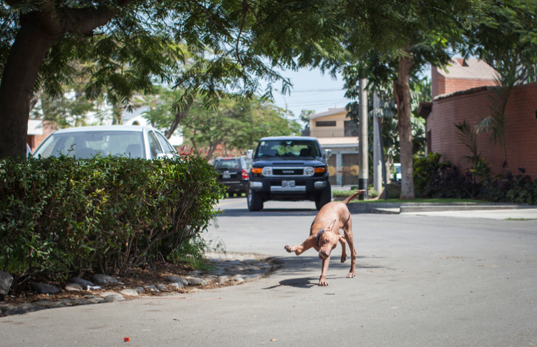 Перуанский парень