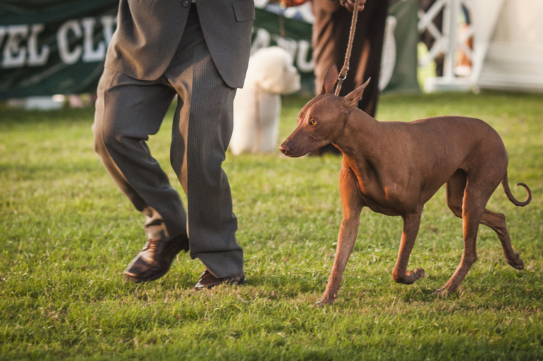Выставки собак в Перу
