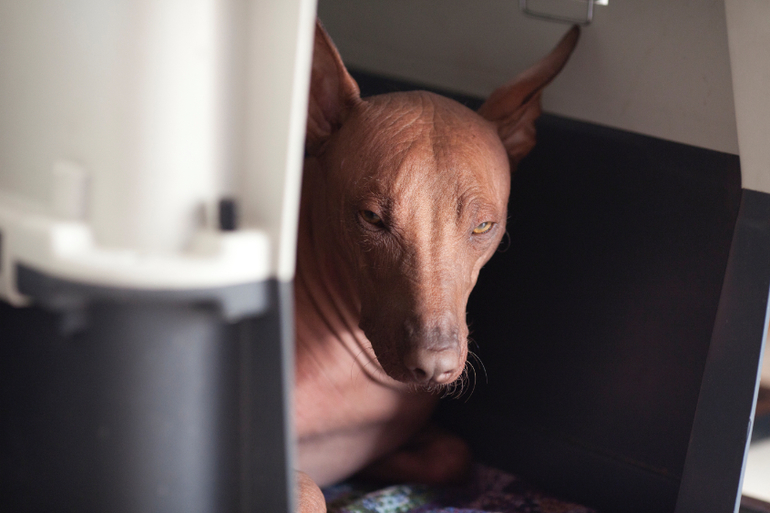 Фаррочка устала...