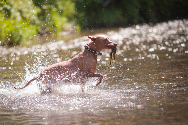 Вот так весело на речке!
