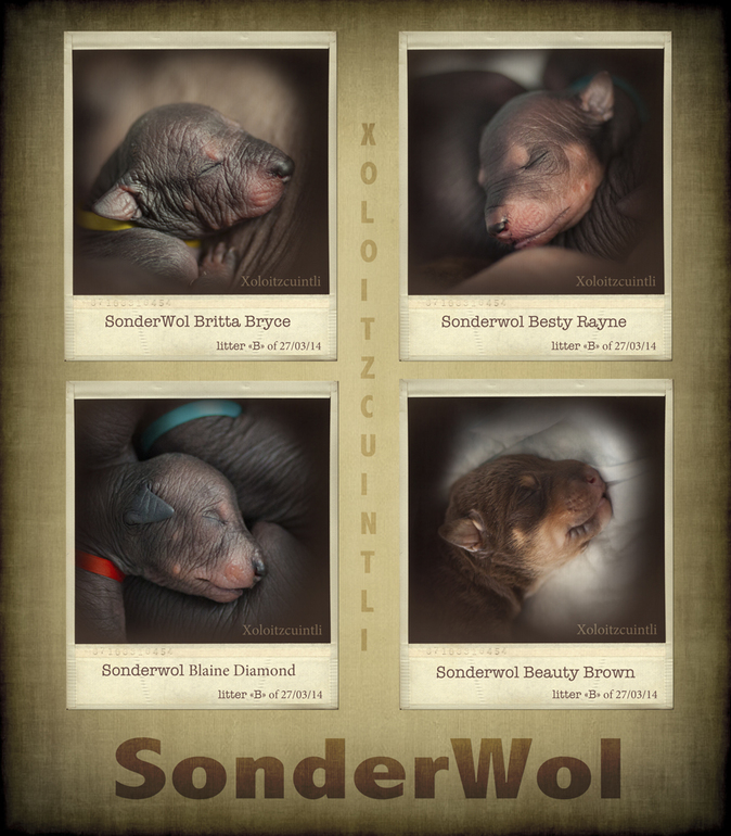 Элитные щенки Ксолоитцкуинтли от привозных родителей