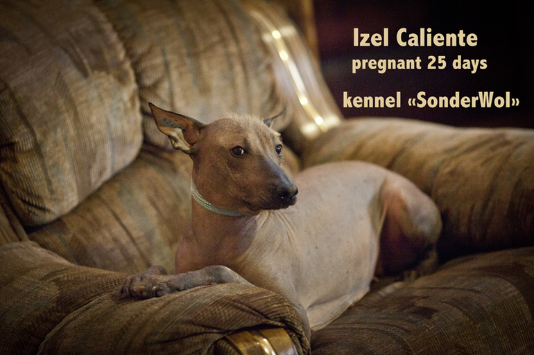 Ждём прибавления Ксолоитцкуинтли))