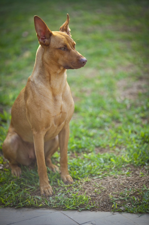 Что за прекрасные собаки!