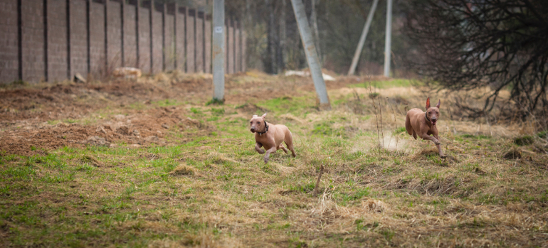 Прогулка наших перуаночек))