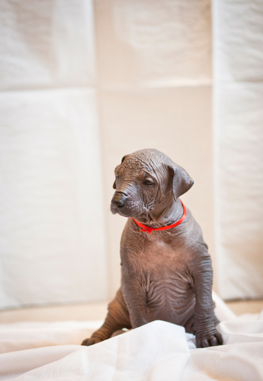 Прекрасный малыш ксоло))