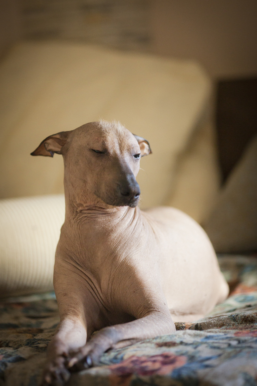 Наша Ёлочка беременеет всё больше))