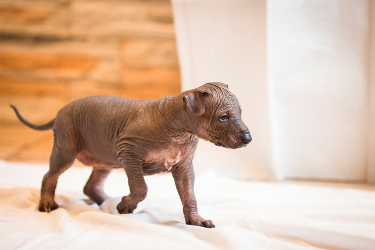 Очаровательная девочка Ксолоитцкуинтли