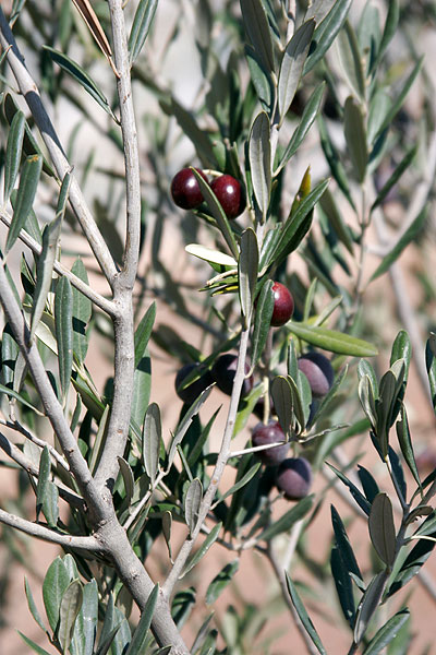 О поездках, Святынях, встречах и впечатлениях на Кипре. 2013 г.