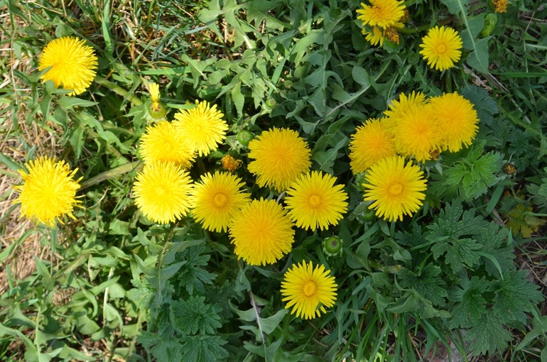 Майская прогулка в парк 850-летия Москвы