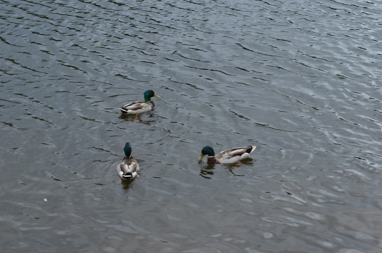 Санкт-Петербург, 7 - 14 июня 2014 год