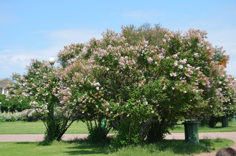 Санкт-Петербург, 7 - 14 июня 2014 год