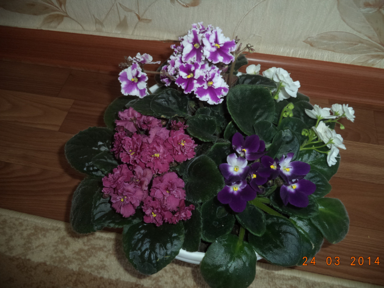 Мои цветочки.