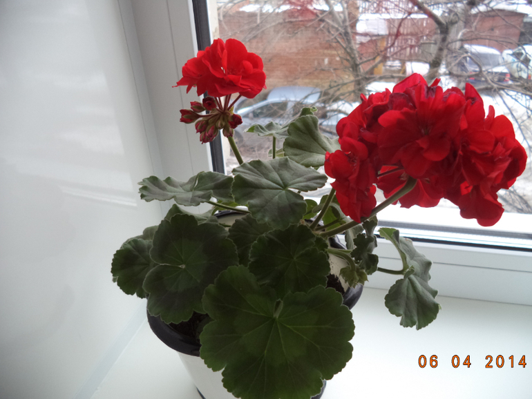 Мои цветочки.