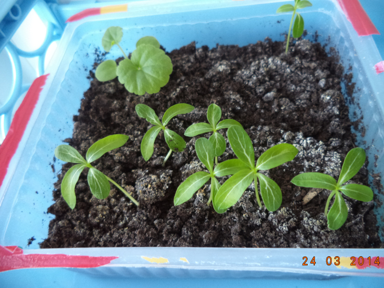 Мои цветочки.