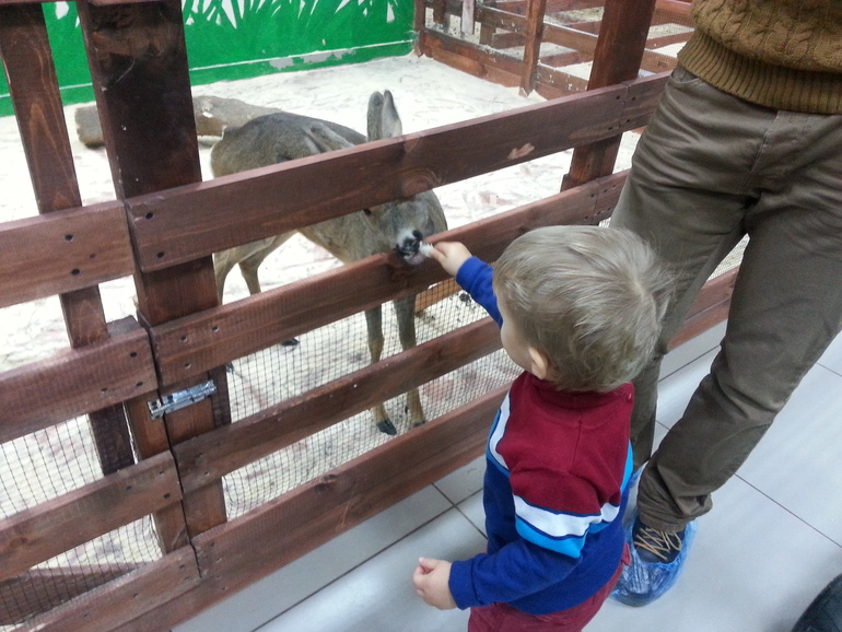 Контактный зоопарк