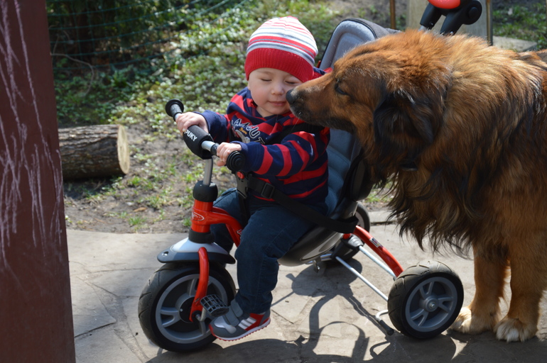 Собака-друг ребенка)