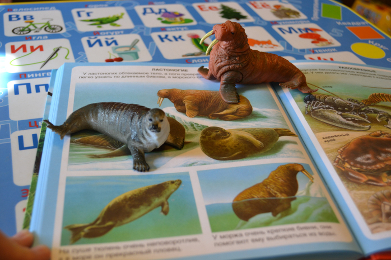 Наши животные