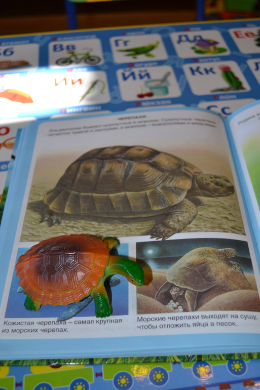 Наши животные