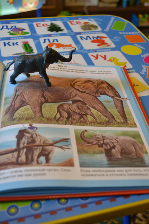 Наши животные