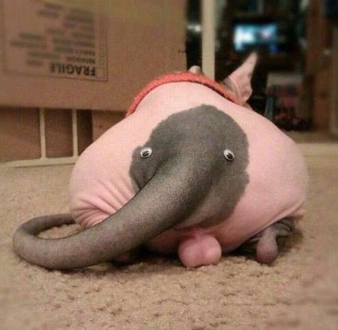 Слоника видали ?