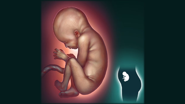 24 недели болит живот. Плод на 24 неделе беременности. Эмбрион 24 недели беременности.