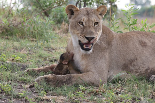 Неожиданно)))