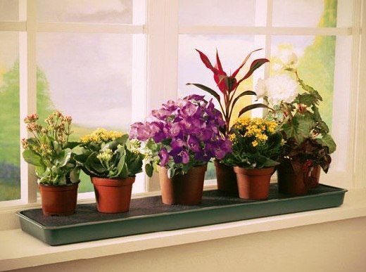 10 растений, которые принесут в ваш дом любовь.