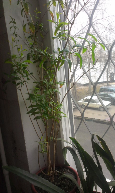 Покажу и я своих питомцев)