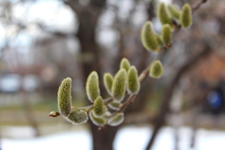 2 апреля, природа Переделкино