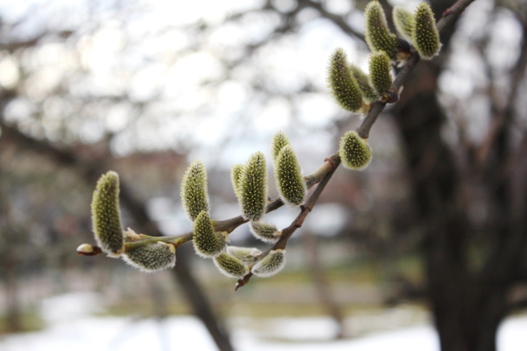 2 апреля, природа Переделкино