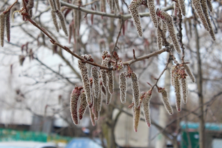 2 апреля, природа Переделкино
