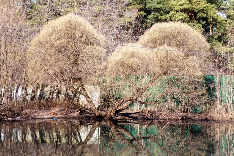 И снова наш лес