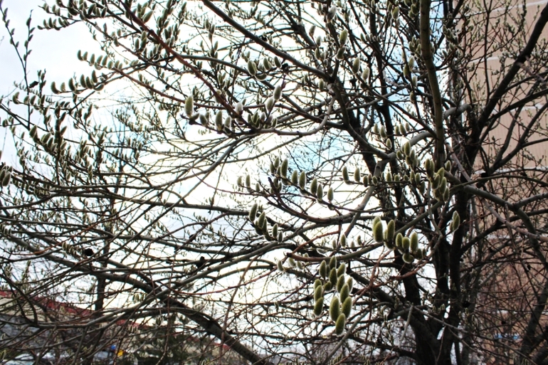 2 апреля, природа Переделкино