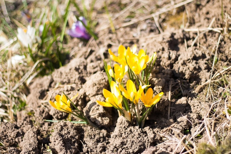 Первый день на даче