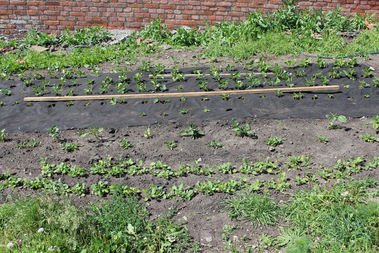 огородное (до отпускное)