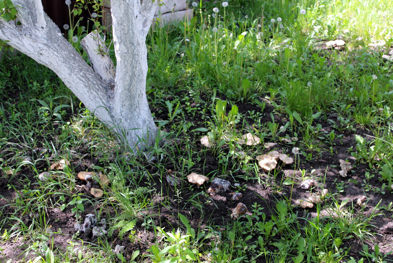 огородное (до отпускное)