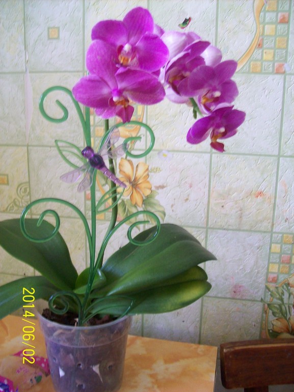 Покажу свою красотку