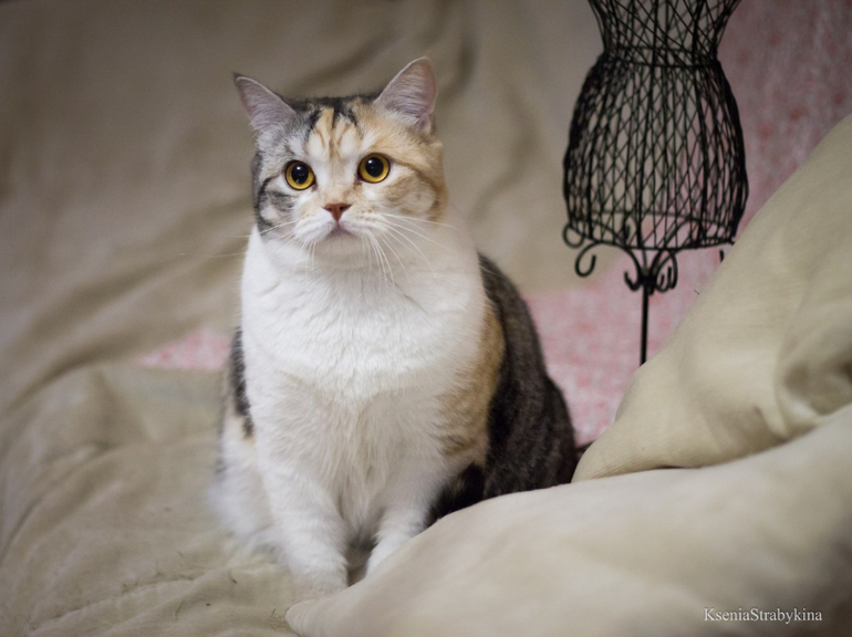 Кошка-найденыш