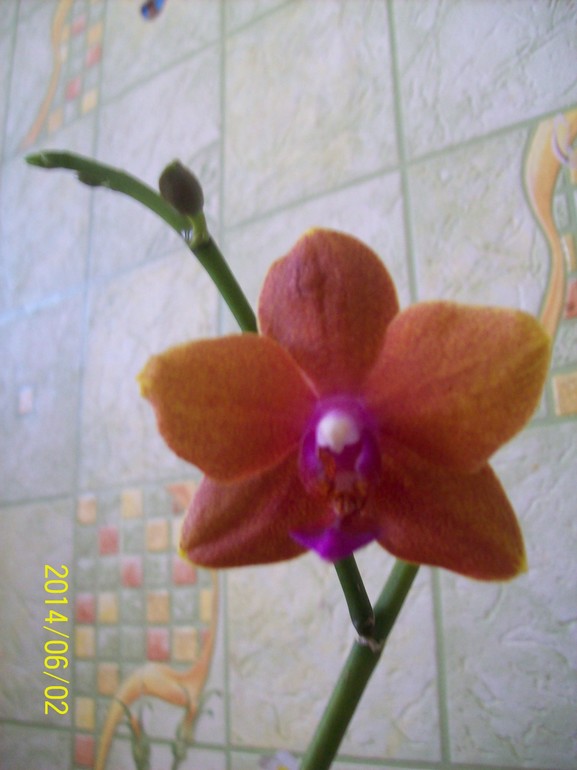 Покажу свою красотку